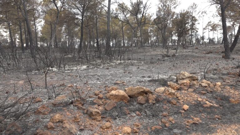 Un total de 12 medios y 37 personas trabajan en el incendio de Campillo de Altobuey (Cuenca)
