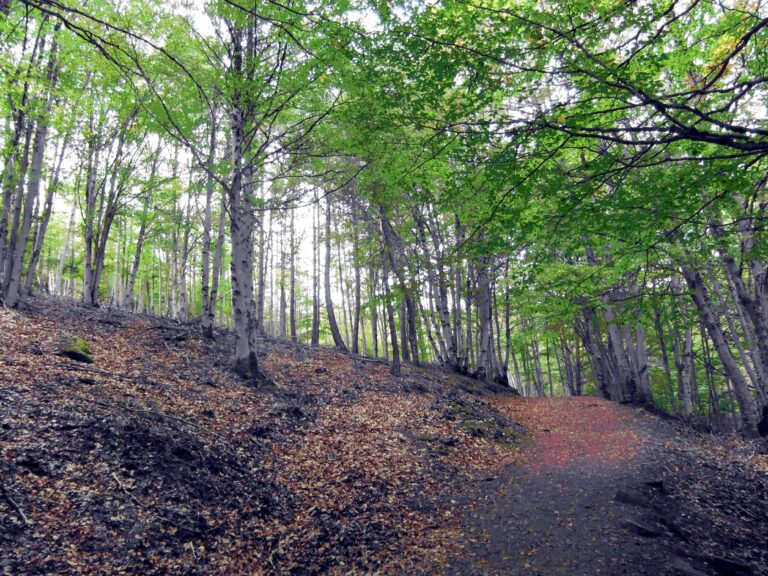 Programadas más de una docena de actividades en agosto para promocionar los parques naturales de Guadalajara