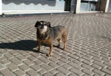 Abierto 30 días el período para mejorar la futura Ley de Bienestar, Protección y Defensa de los Animales en Castilla-La Mancha