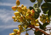 El sector del pistacho ha incrementado su superficie en 1.500 hectáreas durante el último año en la región