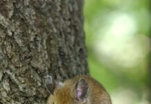 La UCLM participa en un estudio que demuestra en mamíferos que los padres influyen en el sexo de las crías