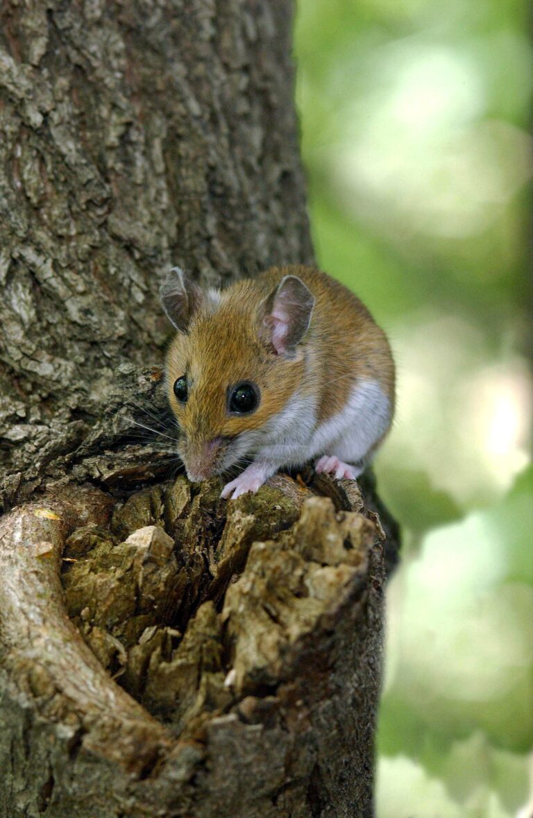 La UCLM participa en un estudio que demuestra en mamíferos que los padres influyen en el sexo de las crías