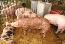 Talavera inicia cambios de Ordenanza y POM para que las explotaciones porcinas se instalen a más de 8 kilómetros