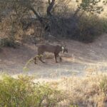 Junta C-LM reintroduce en Sierra Morena a ‘Neón’, un ejemplar de lince ibérico afectado por una reacción alérgica
