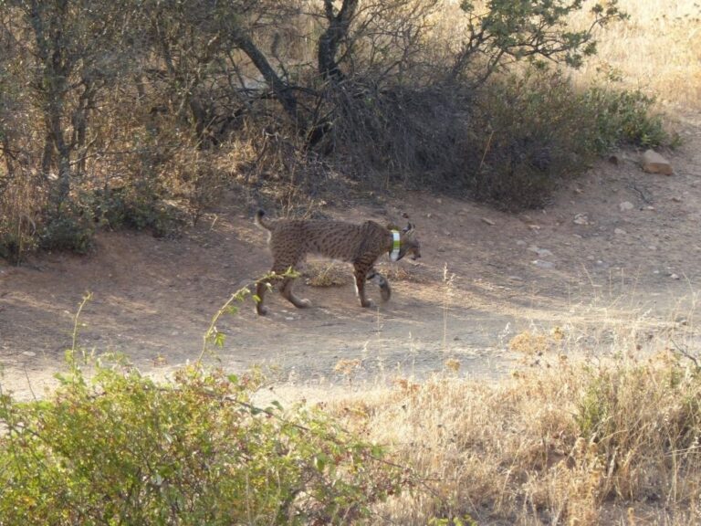 Junta C-LM reintroduce en Sierra Morena a ‘Neón’, un ejemplar de lince ibérico afectado por una reacción alérgica Junta C-LM reintroduce en Sierra Morena a ‘Neón’, un ejemplar de lince ibérico afectado por una reacción alérgica