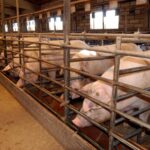 ‘Stop macrogranjas, pueblos vivos’ se concentra el domingo contra la instalación de una de cerdos en Priego