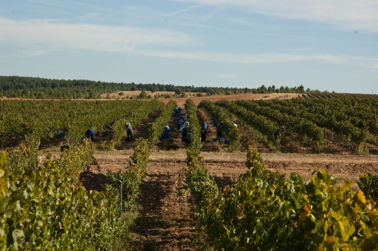 Finaliza en Fincas Río Negro de Gogolludo una de las vendimias más tardías de España