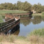 El encharcamiento de Las Tablas de Daimiel sufre descenso de 800 hectáreas durante el verano