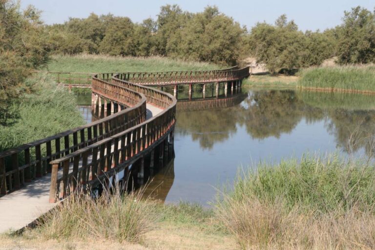 El encharcamiento de Las Tablas de Daimiel sufre descenso de 800 hectáreas durante el verano