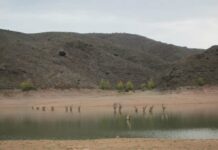 Entrepeñas y Buendía bajan 0,1 hectómetros la última semana quedando al 9,45% de su capacidad