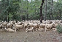 C-LM, satisfecha de que la CE declare a Albacete, Cuenca y Guadalajara “libres de brucelosis” ovina y caprina