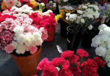 Los castellano-manchegos gastarán 50 euros en flores por la festividad de Todos los Santos