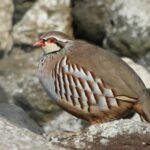 Denuncian sueltas “incontroladas” de jabalíes y perdices, y batidas “desde el coche” en un coto de Ciudad Real