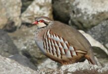 Ecologistas critica “cortinas de humo” del “lobby de la caza”, a quien acusan de la extinción de la perdiz roja en C-LM