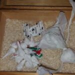 Los detuvieron con medio kilo de cocaína en Ciudad Real y hoy se enfrentan a más de 9 años de cárcel