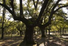 Parques Nacionales y Fundación ONCE mejorarán la accesibilidad en los entornos naturales