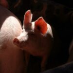 La Junta autoriza que una granja porcina de Cuenca pase de 2.000 a 4.000 plazas de cebo