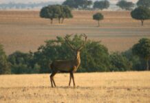 La ley de caza permitirá a agentes medioambientales decomisar armas pero no subirá edad mínima para cazar