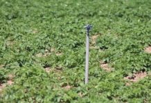 La superficie de regadío de Agramón y Cancarix, declarada de interés regional