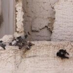 Un edificio de Ciudad Real deja atrapadas a palomas y otras aves