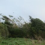 Albacete y Cuenca, en riesgo este sábado por viento