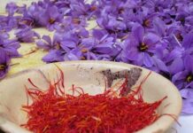 Cae la producción de azafrán de La Mancha en 2017