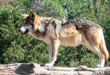 Una inversión de 40.000 euros para reparar los daños por ataques de lobo a ganado