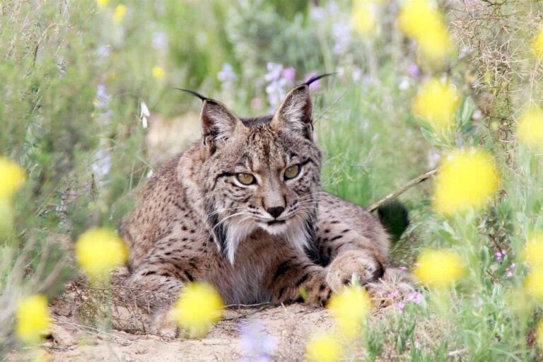 Fallece una hembra de lince ibérico atropellada en Viso del Marqués