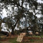 Vecinos de Socuéllamos, Mota del Cuervo y Pedro Muñoz recogen firmas para salvar a la encina mileria ‘Ruli’