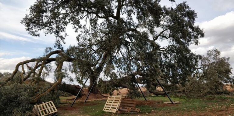 Vecinos de Socuéllamos, Mota del Cuervo y Pedro Muñoz recogen firmas para salvar a la encina mileria ‘Ruli’