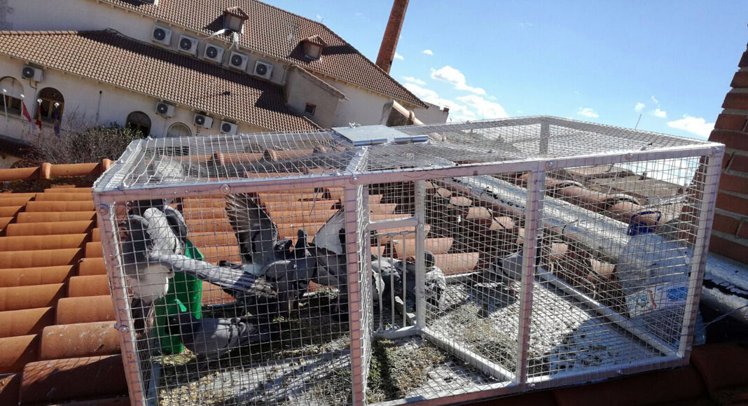 20180418_Actuacion_Palomas_AdeAlba02