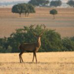 La Junta renueva la emergencia cinegética por daños de ciervo y gamo en Cuenca