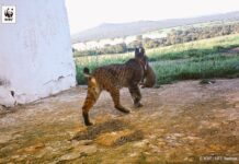 Detectada la primera camada silvestre de lince ibérico en Castilla-La Mancha de este 2018