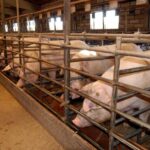 La instalación de la macrogranja porcina de Villar de Cañas sigue adelante