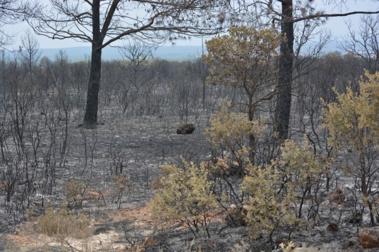 Extinguido el incendio que se originó este martes en Milmarcos