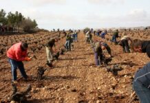 70 personas participan en el V Concurso Regional de Poda de Viñedo en Vaso