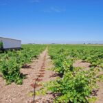 Las claves para la sostenibilidad y competitividad de la vitivinicultura de C-LM, mañana en Tomelloso