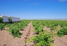 Las claves para la sostenibilidad y competitividad de la vitivinicultura de C-LM, mañana en Tomelloso