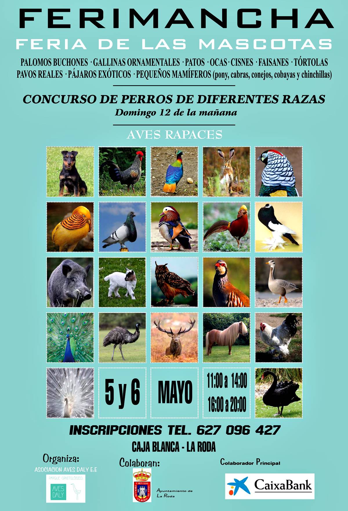 La Roda celebra una Feria de Mascotas, con 400 aves y 150 especies