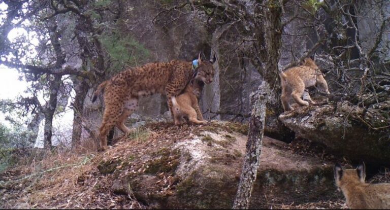 Localizada una nueva camada de linces es los Montes de Toledo
