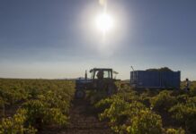 La DO La Mancha llega al tramo final de vendimia con la blanca airén