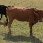 Seleccionadas las 18 vaquillas que correrán en las fiestas de San Mateo 2017