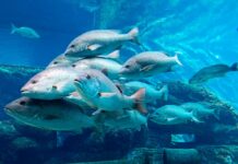 Mañana se abre el plazo de ayudas para el fomento de la acuicultura en Castilla-La Mancha