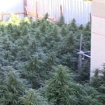 Un detenido y dos investigados por el cultivo de casi 500 plantas de cannabis en Cuenca