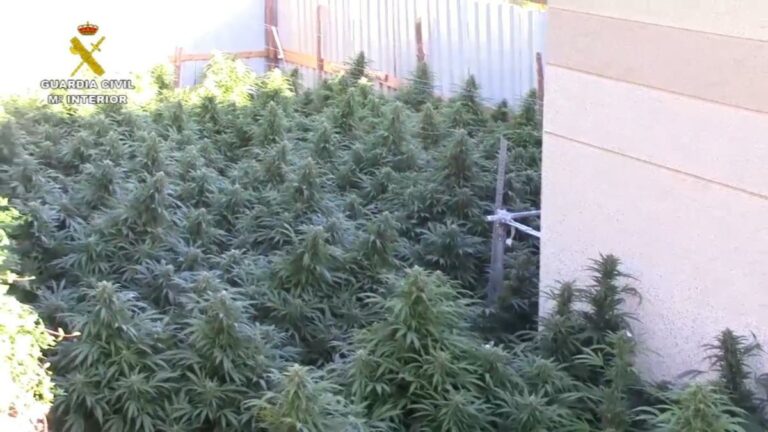 Un detenido y dos investigados por el cultivo de casi 500 plantas de cannabis en Cuenca