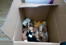 ¿Qué desalmado pudo abandonar a estos cahorros en un contenedor?