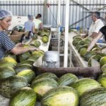 Cristóbal Jiménez seguirá como presidente de la Interprofesional de Melón y Sandía de Castilla-La Mancha