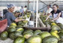 Los precios de melón y sandía alcanzan niveles “ruinosos” para el agricultor
