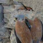 Nueve ejemplares de cernícalo primilla monitorizados en Cuenca