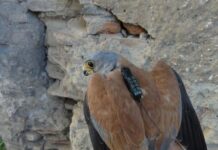Nueve ejemplares de cernícalo primilla monitorizados en Cuenca